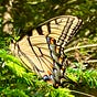 Butterfly's avatar