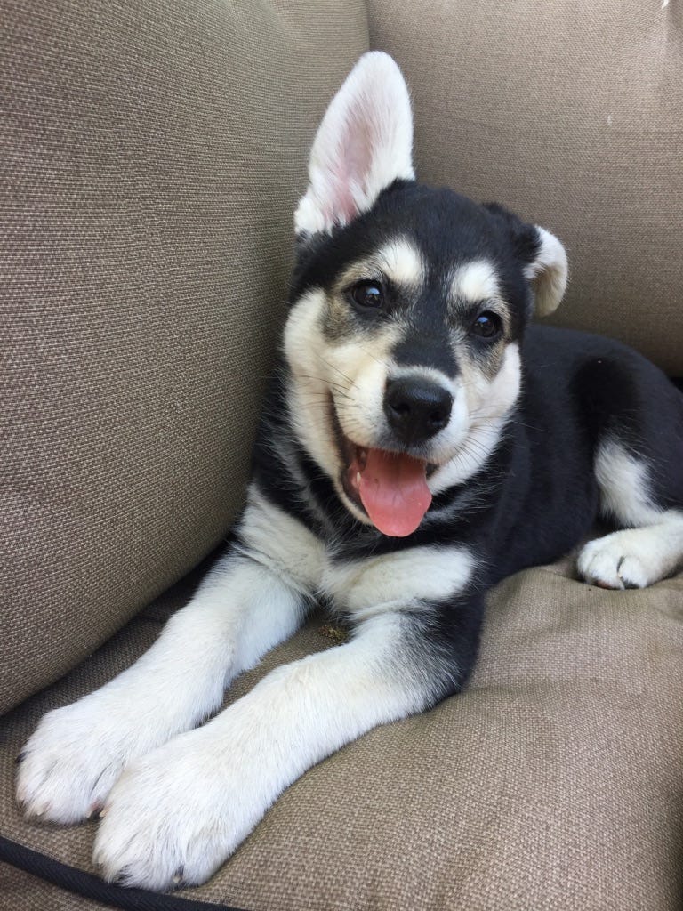 The black and white puppy on a cushioned chair, now with one ear sticking up and one ear flopping down.
