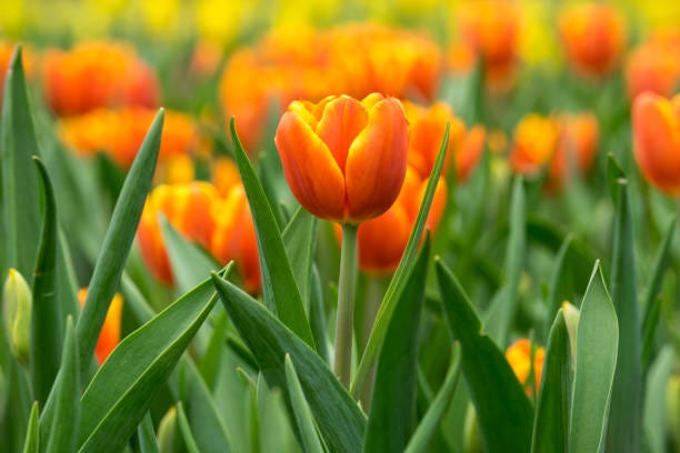 60,800  Orange Tulips Stock Photos, Pictures & Royalty-Free Images - iStock | Orange tulips white background, Orange tulips in vase, Orange tulips field