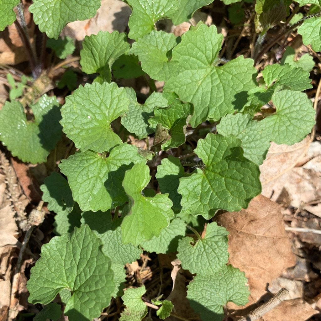 Invasive Garlic Mustard :: Kalamazoo Garden Council Invasive Garlic Mustard :: Kalamazoo Garden Council
