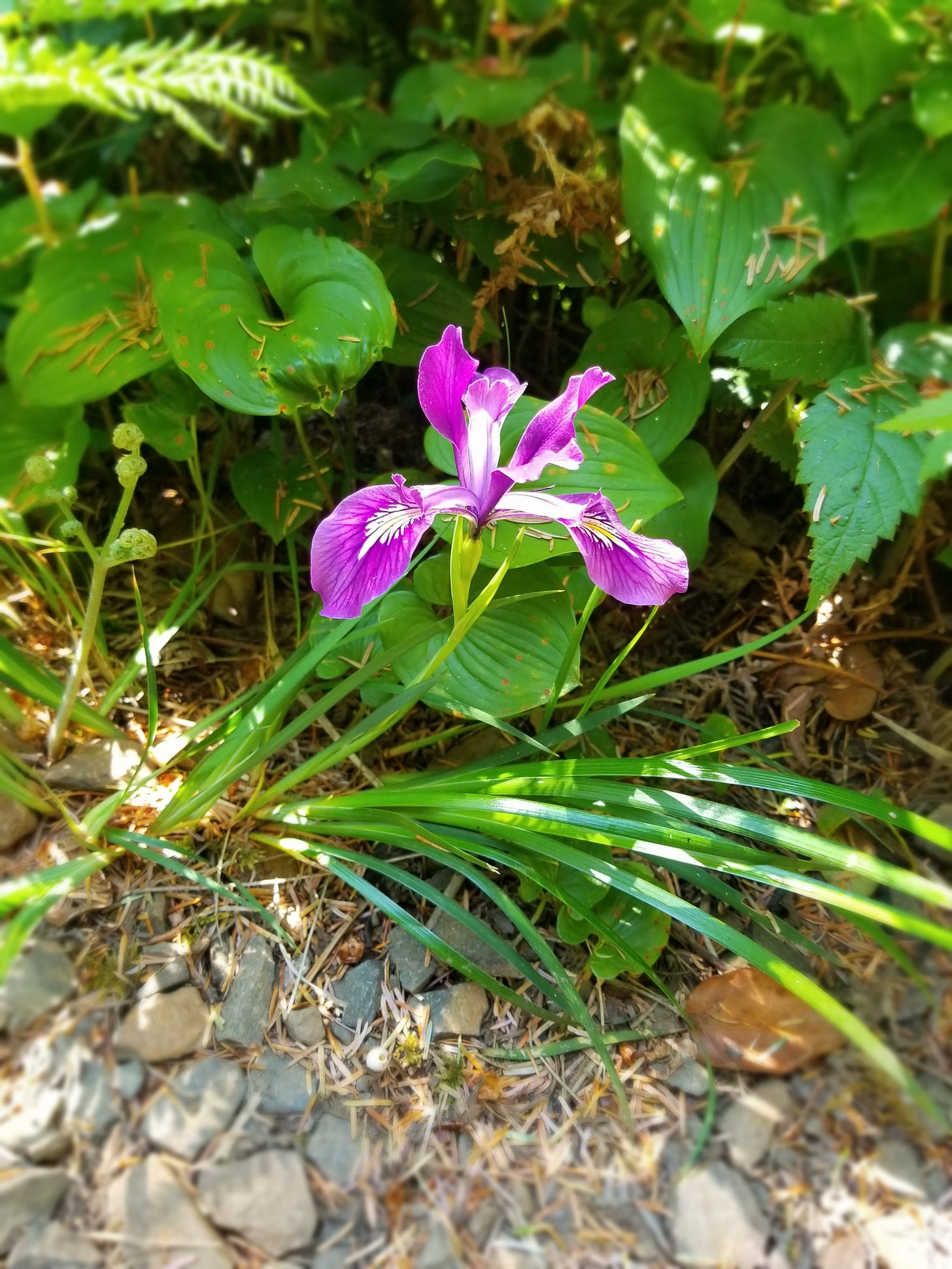 A dark pink orchid (a Diamond Clarkia?) grows low to the forest floor, with long, grass-like feathers growing from the base of the plant. They are surrounded by green wild ginger leaves, ferns, and others. A dark pink orchid (a Diamond Clarkia?) grows low to the forest floor, with long, grass-like feathers growing from the base of the plant. They are surrounded by green wild ginger leaves, ferns, and others.