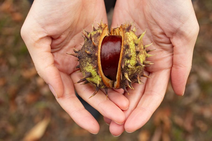A pair of hands holding a large, spiky, half-open conker