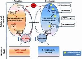 Image result for Positive Feedback Loop Diagram oxytocin social 