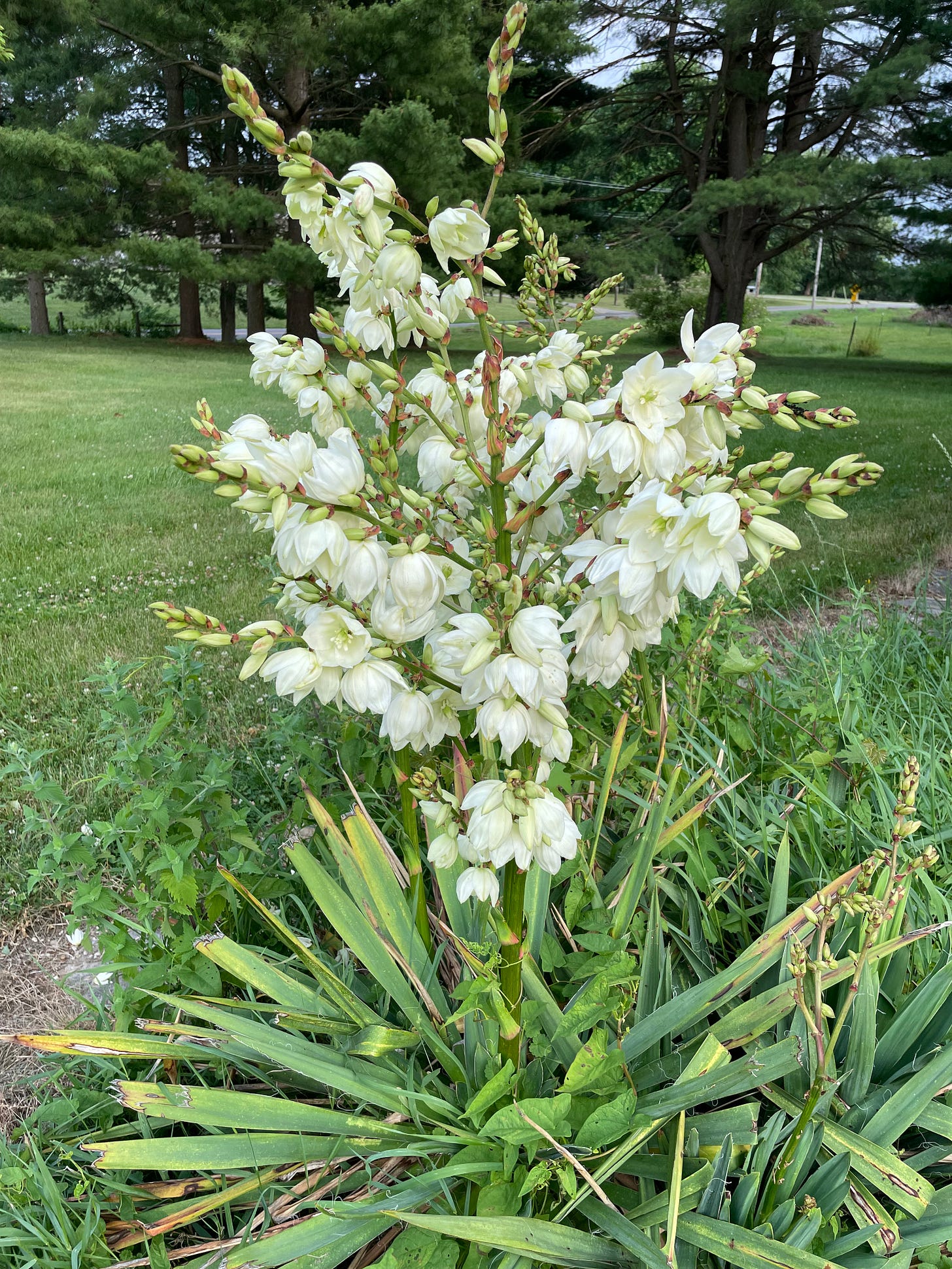 Blooming Yucca Blooming Yucca