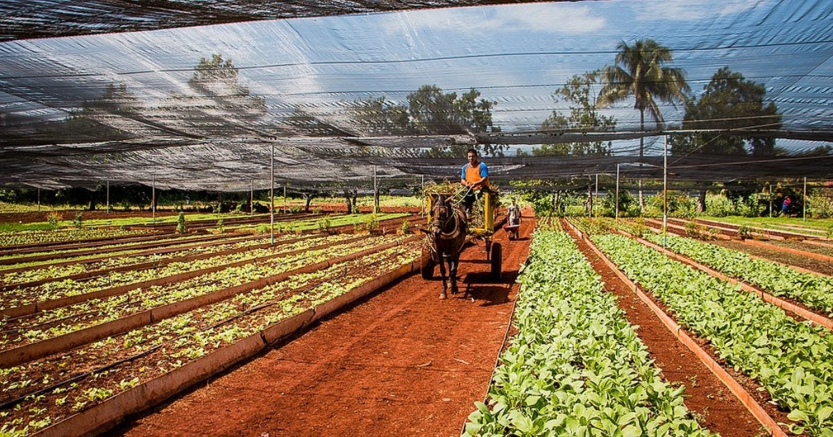 Sustainable urban farming in Cuba | Green Economy Coalition