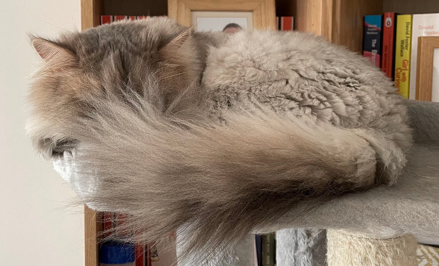 A cat, hiding behind its tail