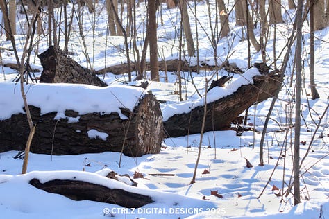 A collection of 9 images celebrating winter with deer, ducks, eagles, squirrels, and other scenic images