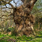 172. Widey Oak