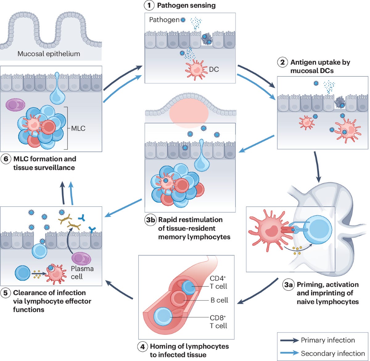 Harnessing mucosal immunity for protective vaccines | Nature Reviews Immunology Harnessing mucosal immunity for protective vaccines | Nature Reviews Immunology
