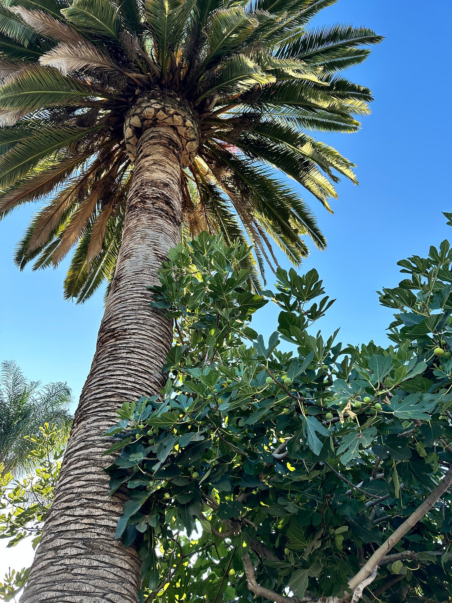 A fig tree and a palm tree