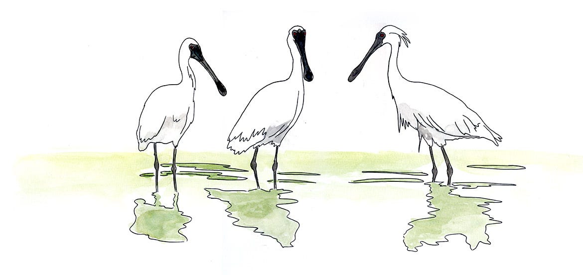 Black-faced Spoonbills feeding at Ganghwa Island Black-faced Spoonbills feeding at Ganghwa Island