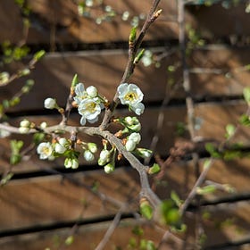Mithering over a plum tree