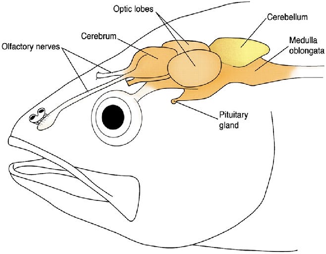 Do Fish Have Sinuses at Teresa Huffman blog