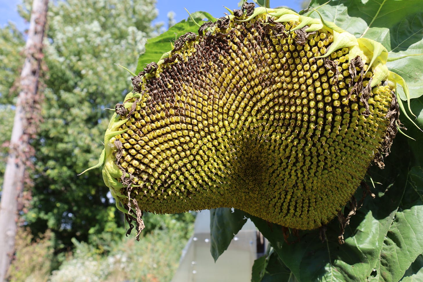 large sunflower head