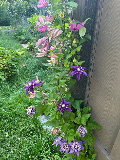 Early summer in my garden