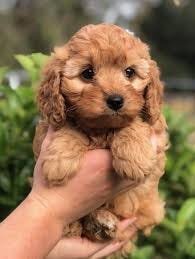Orange Cavoodles | Orange NSW