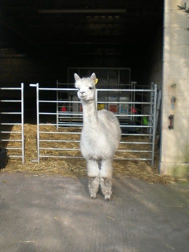 Alpaca Alpaca