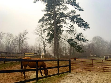 A misty morning at Little Creek Horse Farm