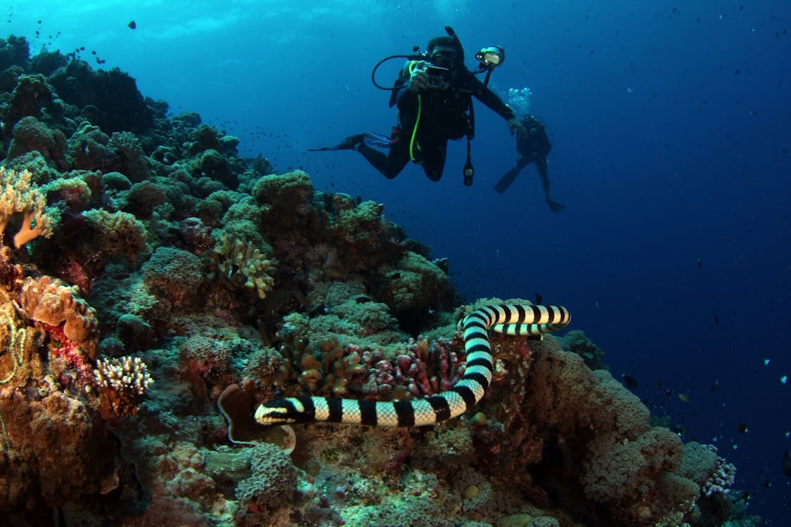 Free Snake near People Diving Stock Photo