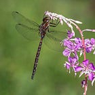 Life, Death and Dragonflies