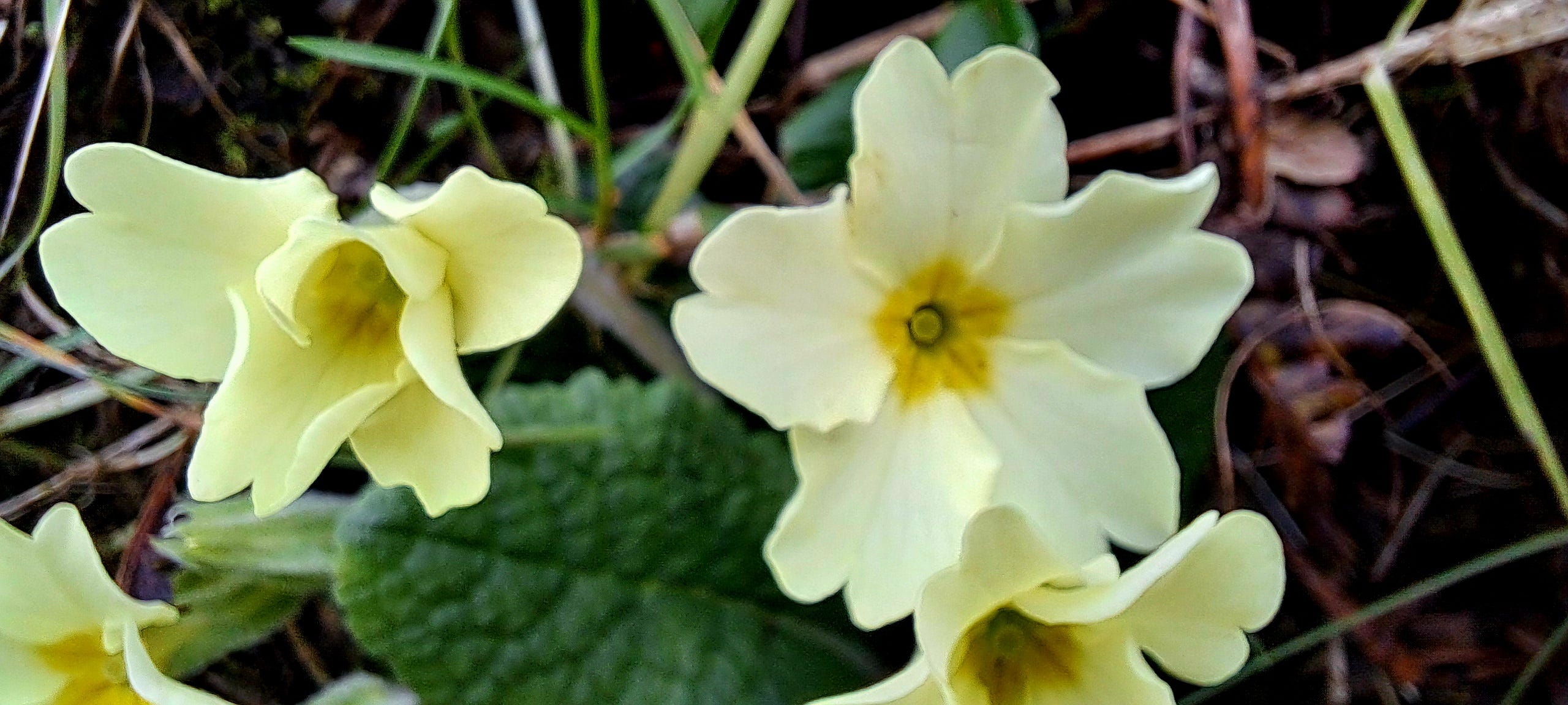 A close-up image of two primrose blooms, one wide open the other still unfurling, showing five creamy yellow petals with a deeper yellow throat, set against a green tangle of wild undergrowth.