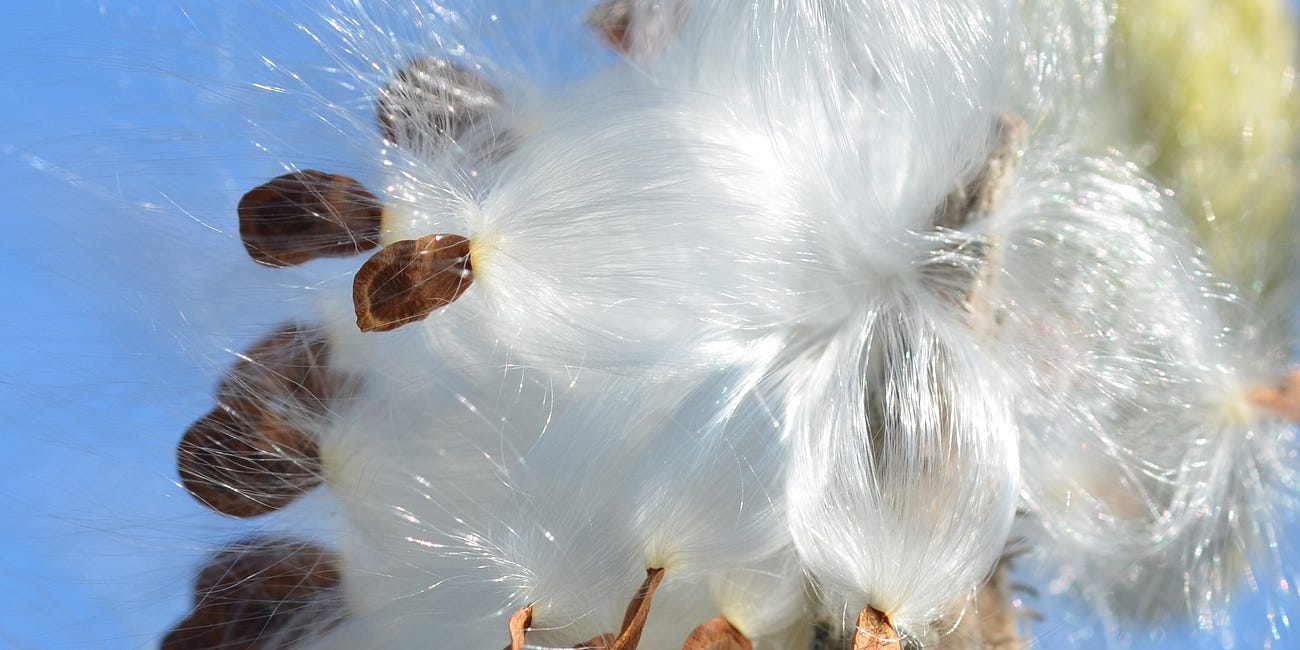 Milkweed (Asclepias syriaca)