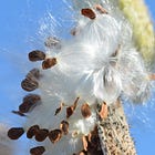 Milkweed (Asclepias syriaca)
