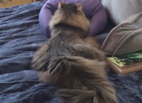 Kali_Flat_Where_Cats_Like_Being_Pet Kali_Flat_Where_Cats_Like_Being_Pet