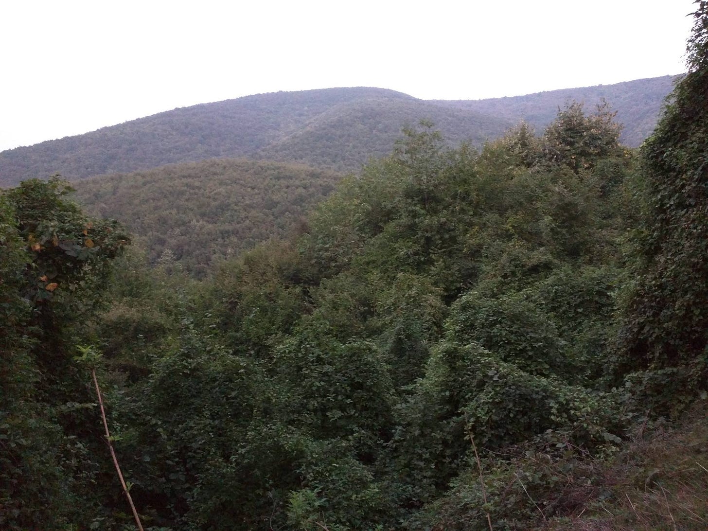 Bir dağ-orman görüntüsü. Çok sık ağaçlar, art arda tepeler.