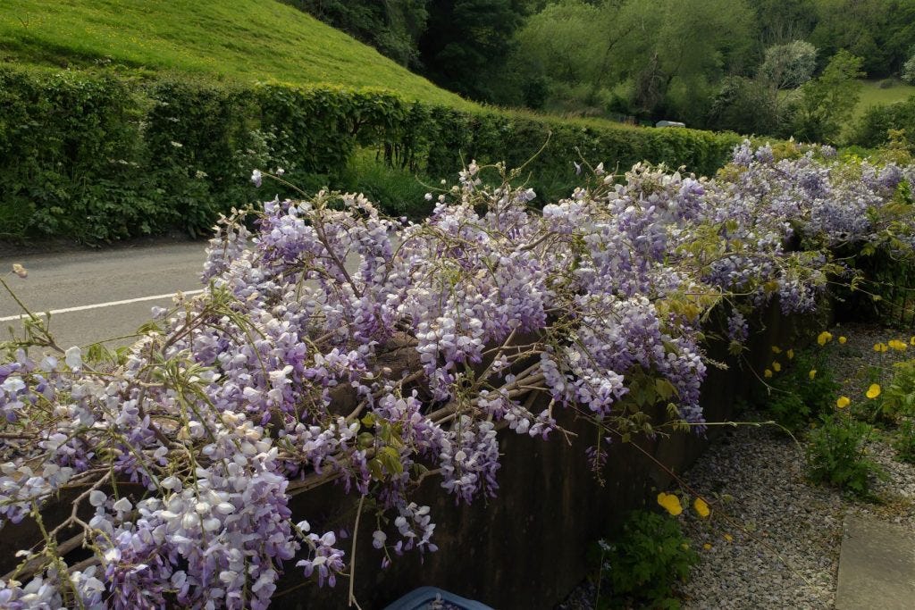 Wisteria at The Piggin copyright Anne Wareham 