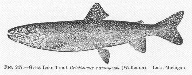 File:FMIB 51784 Great Lake Trout, Cristivomer namayeush (Walbaum) Lake Michigan.jpeg File:FMIB 51784 Great Lake Trout, Cristivomer namayeush (Walbaum) Lake Michigan.jpeg