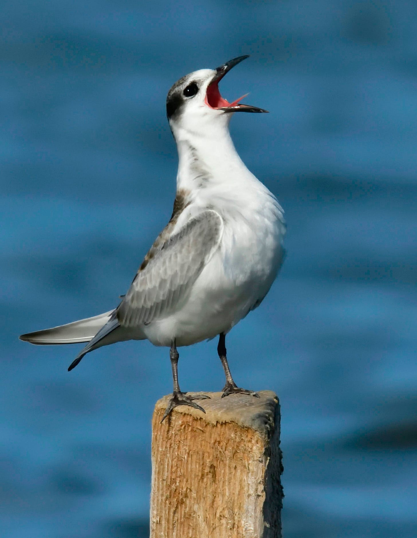 shallow focus photo of white and gray bird