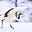 Grue des neiges's avatar