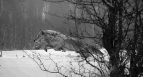 wolf-snow-gif.gif | Howling For Justice
