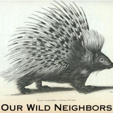 Our Wild Neighbors