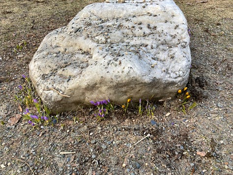 3frames: 1-half half bare ground; 2-unopened crocus beside a rock; 3-two robins