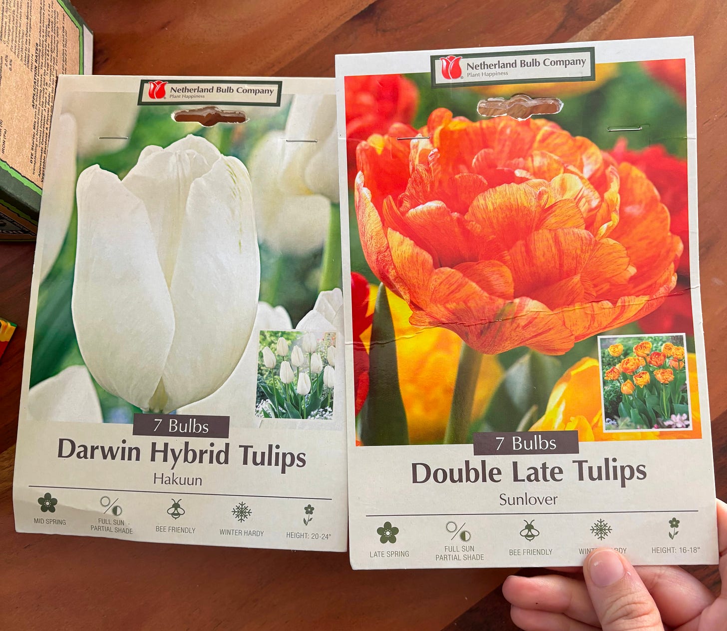 Package of Darwin Hybrid Tulips - White and Package of Double Late Tulips - Orange