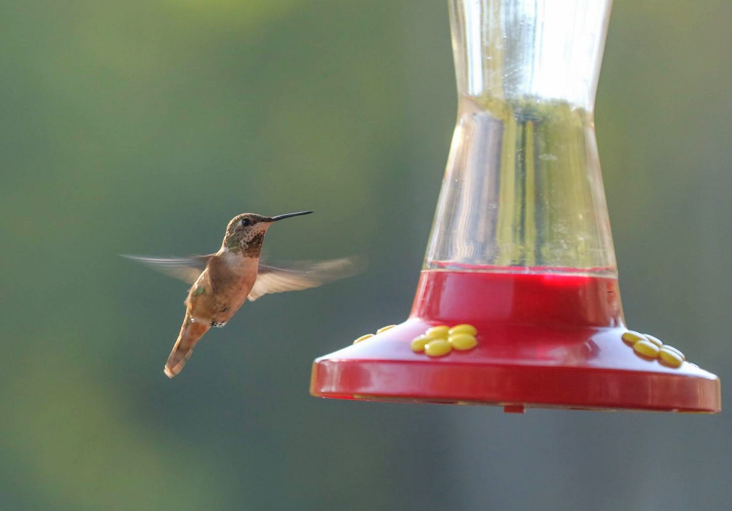Female broad-tailed hummingbird at feeder in a yard with native plants