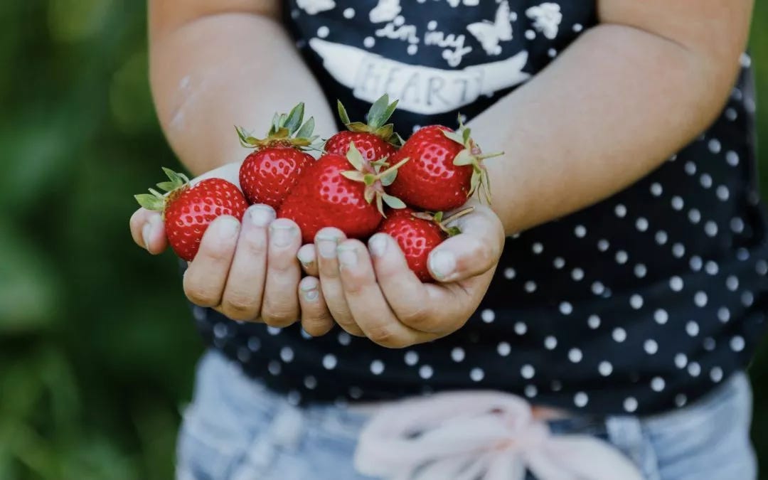 Les fraises sont de retour