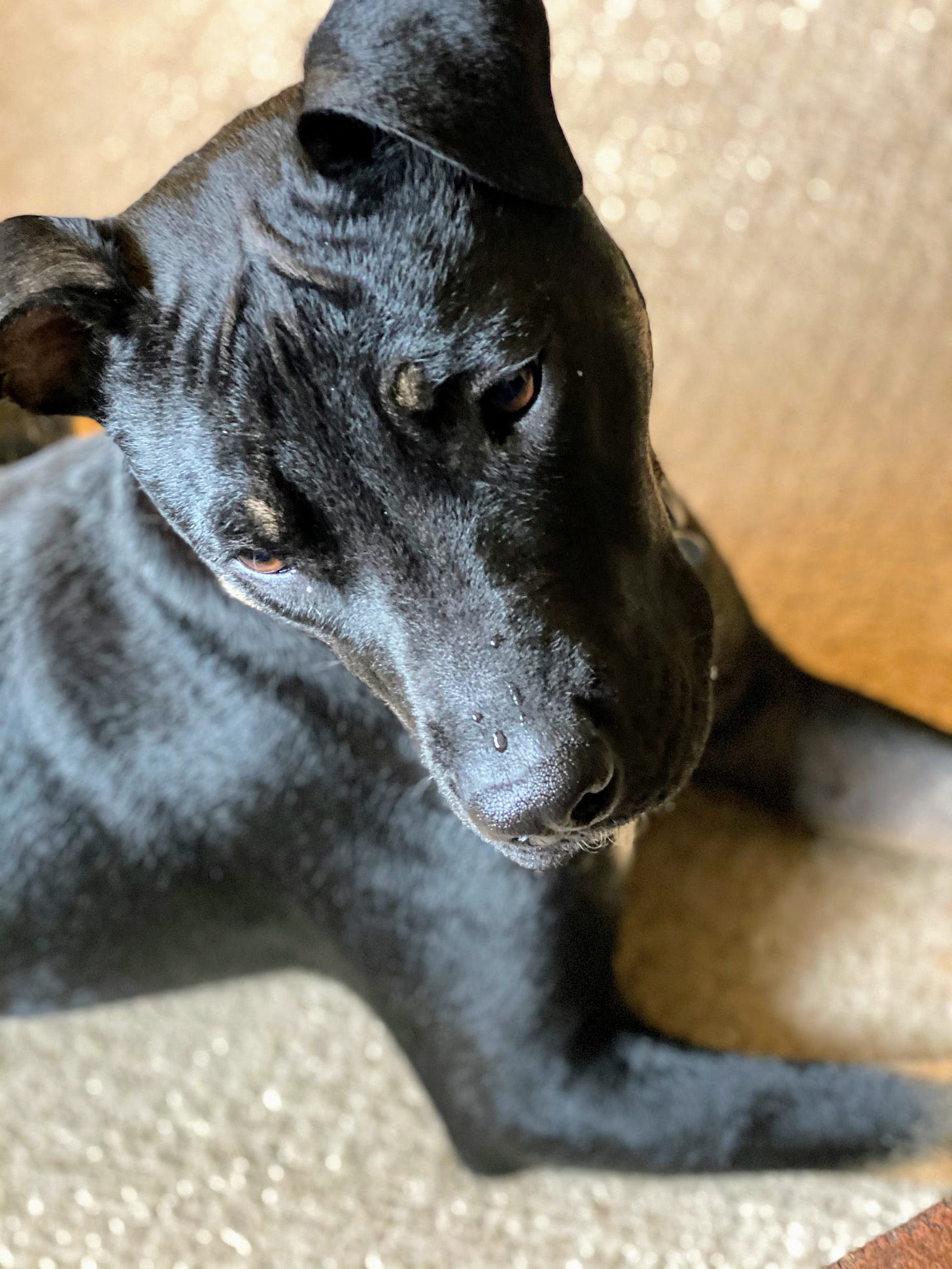 Mabel, crying tears for American democracy. (Photo: Jennifer Roberts)