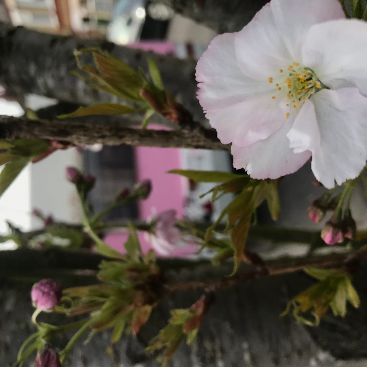 Artwork for Back to basics.... touching the earth