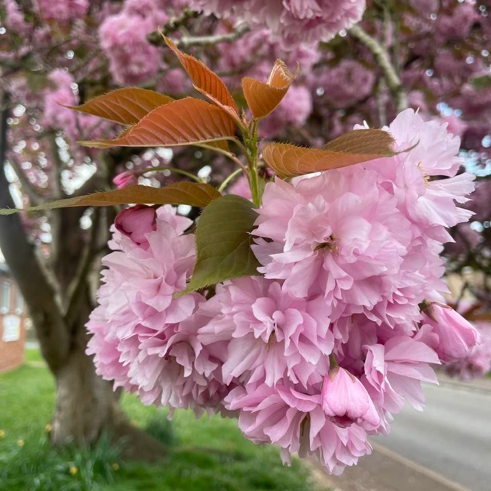 pink cherry blossom
