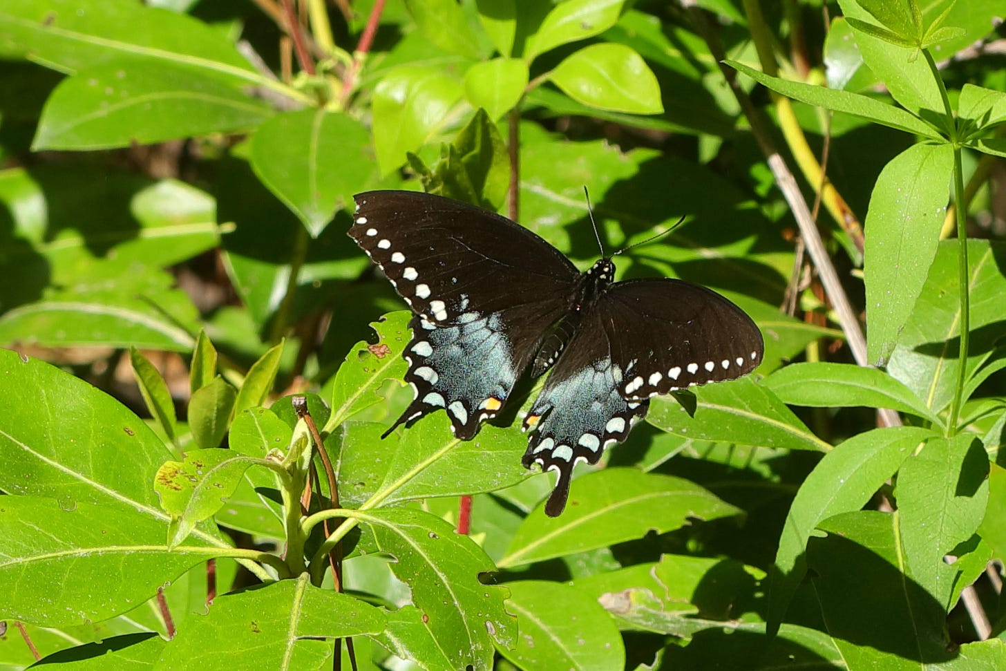 Overhead view of a spicebush swallowtail butterfly resting on bright green leaves with yellow midribs. The butterfly's velvety black wings are open, showing a row of white spots along the forewing's bottom edge and pale blue semicircular spots along the hindwing's bottom edge, except for the spot along the bottom of the wing that is closest to the butterfly's abdomen; that spot is pale orange. Each hindwing extends into a slender, short black tail. A wash of shimmery pale blue densely dusts the bottom two-thirds or so of the butterfly's hindwing. The butterfly's body is slender and black with four white spots on top of the head and two thin black antennae. The left hindwing's outer corner is missing, leaving a small, jagged line. Overhead view of a spicebush swallowtail butterfly resting on bright green leaves with yellow midribs. The butterfly's velvety black wings are open, showing a row of white spots along the forewing's bottom edge and pale blue semicircular spots along the hindwing's bottom edge, except for the spot along the bottom of the wing that is closest to the butterfly's abdomen; that spot is pale orange. Each hindwing extends into a slender, short black tail. A wash of shimmery pale blue densely dusts the bottom two-thirds or so of the butterfly's hindwing. The butterfly's body is slender and black with four white spots on top of the head and two thin black antennae. The left hindwing's outer corner is missing, leaving a small, jagged line.