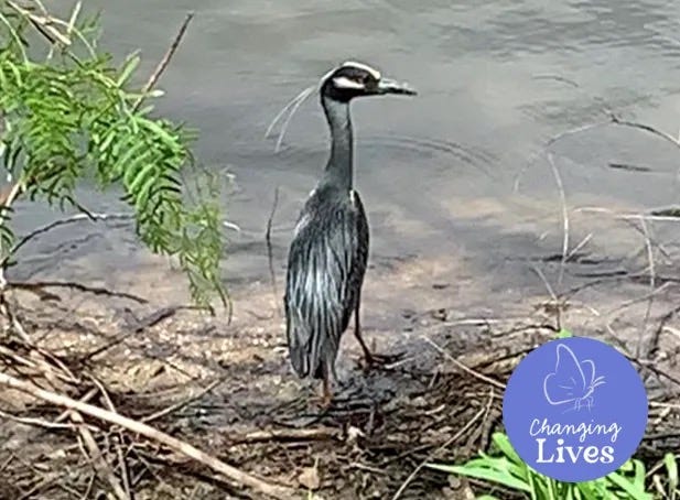 Heron standing at the edge of a pond