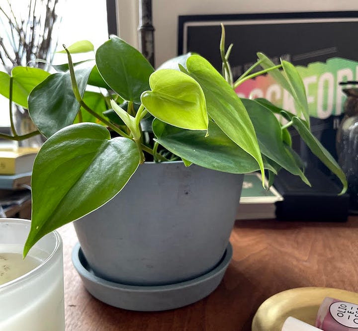 Growth of a philodendron