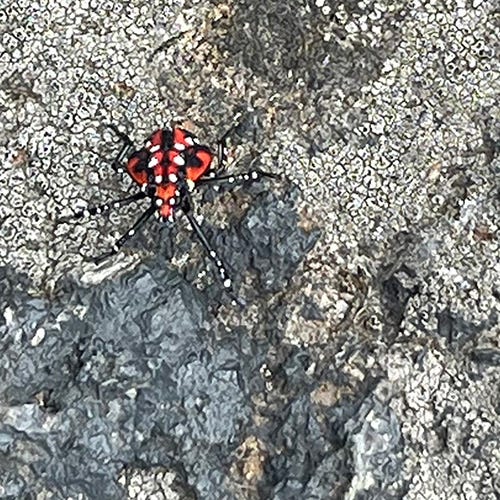 A photo I took of a late nymph stage spotted lanternfly on a boulder.