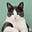 Cats 🐈🐈‍⬛'s avatar