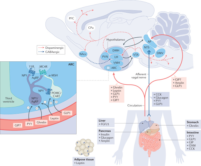 Anti-obesity drug discovery: advances and challenges | Nature Reviews Drug Discovery Anti-obesity drug discovery: advances and challenges | Nature Reviews Drug Discovery