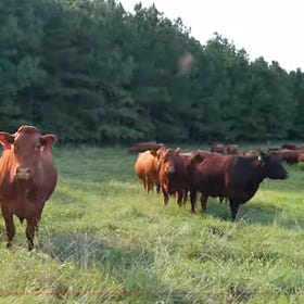 Walking the Ground at Rucker Farms