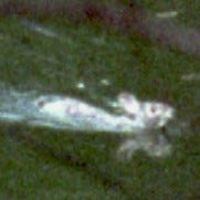 Swamp Driver Monthly